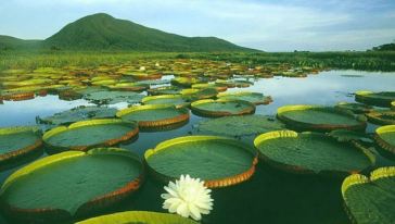 白洋淀文化苑一日游【赠水上乐园宝岛+鸳鸯岛