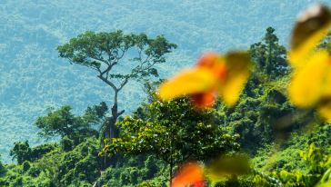 【一价全包】三亚呀诺达一价全包【门票+游览