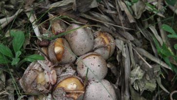 宜宾蜀南竹海特级竹荪蛋