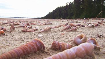 【南宁快速出签】越南自由行签证(免寄护照+轻