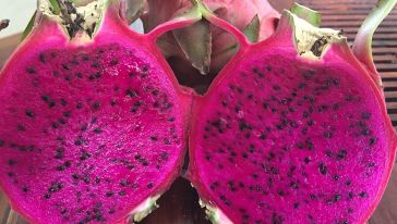 【火龙果采摘】广东增城市正果镇大冚村果园线