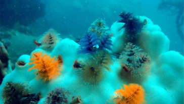 陵水猴岛南波湾潜水【含过渡费】游玩交通路线