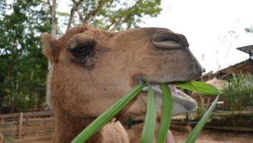 【酒店接送】菲律宾马尼拉苏比克湾一日游(午