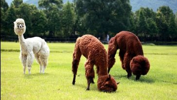 佛山三水宝苞农场春季欢乐体验套餐游玩行程\/