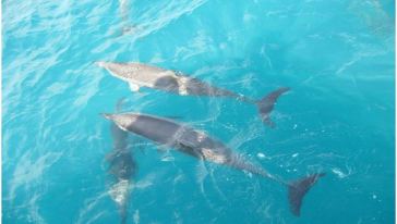 【春季旅游节】美国关岛观海豚半日游【3月1