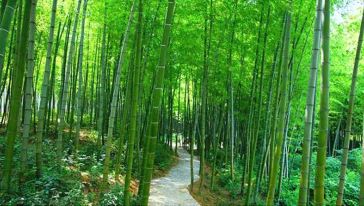 【携程专线】南京石塘竹海+石塘人家+怪坡1