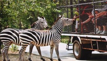 北京野生动物园一日游【天津出发】游玩交通路