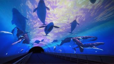 大连圣亚海洋世界五馆VIP一日游【商务专车 商