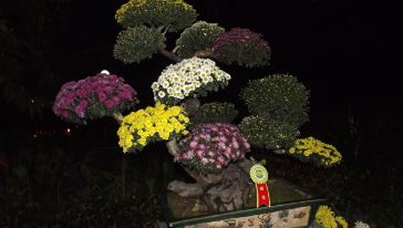 2014中山小榄菊花展览会(深圳出发)游玩行程\/