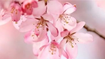 【特价】温州文成百丈漈赏樱一日游怎么样\/好