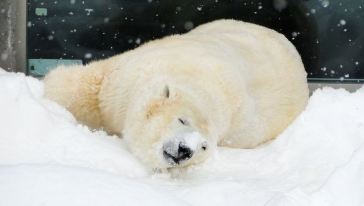 【冬季热卖】北海道旭山动物园一日游【亲子首