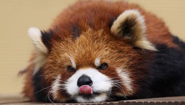 【北海道夏季特辑】旭山动物园+ 拼布之路+富