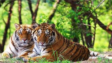 北京八达岭长城+八达岭野生动物园一日游【唐