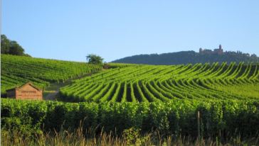 【神秘酒庄】法国波尔多梅多克午后葡萄酒之旅