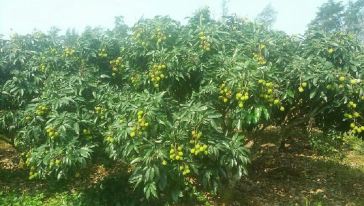 【荔枝采摘】天美果场(深圳市区包邮)怎么样,【