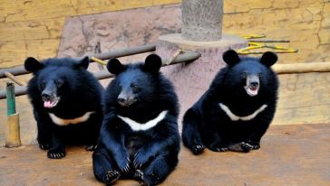 北京八达岭长城+熊乐园博物馆一日游(天津出发