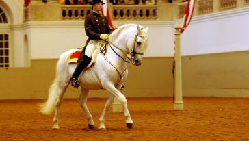 【马背上的艺术】维也纳西班牙马术学校私人游