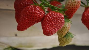 【赠送北京农业嘉年华门票一张】北京昌平农业