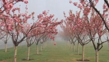 【特价】温州文成百丈漈赏樱一日游怎么样\/好