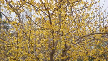重庆北碚静观腊梅香飘飘花木生态旅游区一日