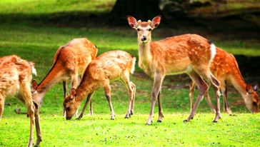 东大寺+奈良公园+大阪城+大阪生活今昔馆一日