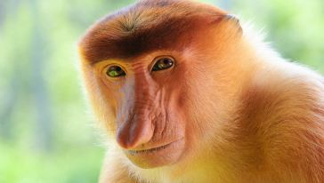 沙巴长鼻猴+萤火虫生态一日游(威士顿河域),马