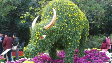 2014中山小榄菊花展览会(深圳出发)游玩行程\/