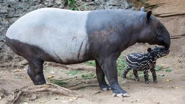 印度尼西亚泗水婆罗摩火山日落+塔曼野生动物