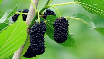 2015春季踏青采摘之北碚金果园桑葚+缙云山