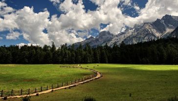 【纯玩】玉龙雪山云杉坪原始森林+《印象丽江