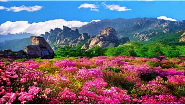青岛巨峰杜鹃坡经典赏花一日游【最美四月天】
