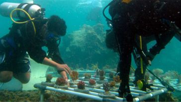 巴厘岛5日跟团游(4钻)·2晚蓝点 海底漫步+漂