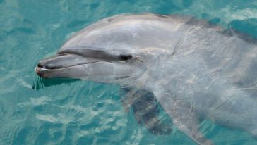 【酒店接送】菲律宾马尼拉苏比克湾一日游(午