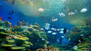 马尔代夫梦幻岛(Chaaya Island Dhonveli)一日游