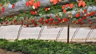 【赠送北京农业嘉年华门票一张】北京昌平农业