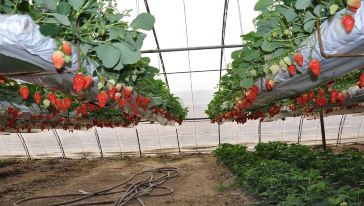 【赠送北京农业嘉年华门票一张】北京昌平农业