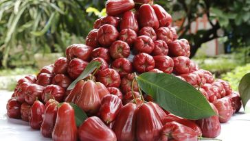 【7月5日首届盛夏莲雾节】广东从化仙居果庄