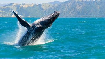 【携程攻略】旧金山旧金山观鲸巡航+野生动物