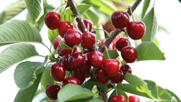 【自由采摘】桃坪羌寨采摘车厘子一日游怎么样