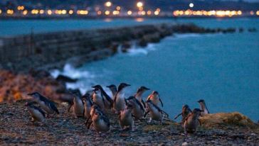 但尼丁奥马鲁夜观小蓝企鹅归巢之旅怎么样,但