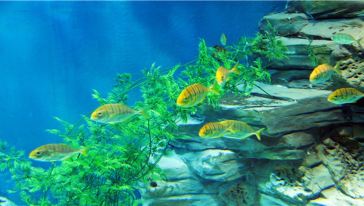 无锡海洋馆门票怎么样,无锡海洋馆门票地址\/电