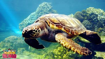 (经典必游)成都浩海立方海洋馆+宽窄巷子+锦里