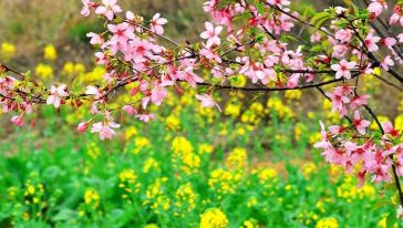 【踏青赏花】从化天适樱花节+鹤之洲湿地公园