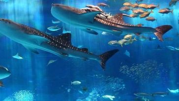 【新千岁机场接机】千岁水族馆+北国优骏公园