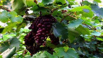 【时令葡萄采摘体验】五星精选酒店1晚(无锡千