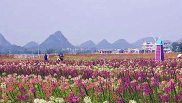 富川花海+古明城+风雨桥+秀水状元村一日游(岑