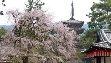 奈良包车赏樱一日游(大阪出发 日语司机优质服