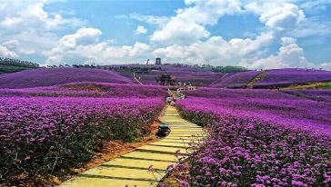 贵州桐梓黔北花海浪漫一日游【重庆出发】