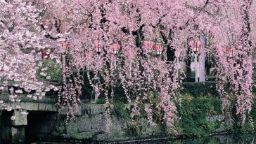 【携程攻略】函馆【函馆赏樱】松前公园+松前