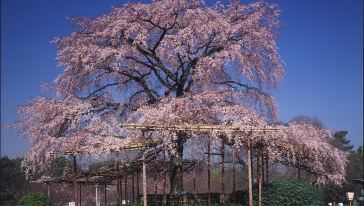 奈良京都世界遗产一日游【大阪出发 2人成团】